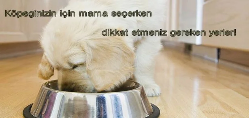 Sağlıklı Köpek Yetiştirmek İçin En Uygun Mamalar