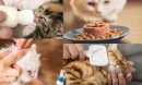Kedinize Uygun Beslenme Düzeni Sağlayın