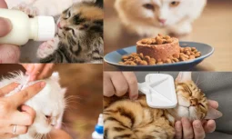 Kedinize Uygun Beslenme Düzeni Sağlayın