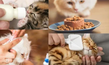 Kedinize Uygun Beslenme Düzeni Sağlayın