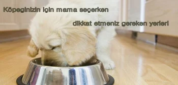Sağlıklı Köpek Yetiştirmek İçin En Uygun Mamalar