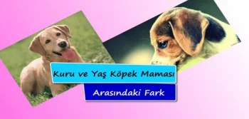 Kuru ve Yaş Köpek Maması Arasındaki Fark