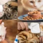 Kedinize Uygun Beslenme Düzeni Sağlayın