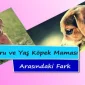 Kuru ve Yaş Köpek Maması Arasındaki Fark