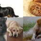 Kedi Maması Fiyatları Neye Göre Değişmektedir?